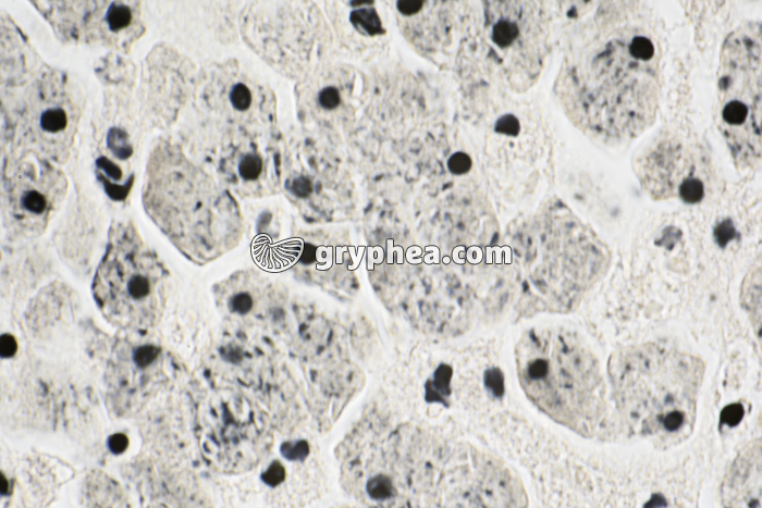 Mitochondries (Foie) x100 - gryphea.com